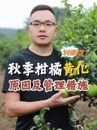 秋季柑橘黄化问题增多，原因及管理措施，一起了解下#渔黑黑有机水溶肥 #肥大肥二甲壳素海藻精钾