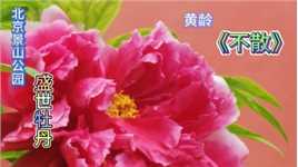 听黄龄《不散》赏北京景山公园牡丹花开灿烂，让人醉香忘返！（上）