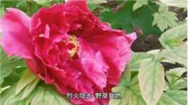 听黄龄《不散》赏北京景山公园牡丹花开灿烂，让人醉香忘返！（下）