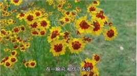 听黄龄《繁华梦》，赏北京朝阳公园夏日繁花处处香！（下）