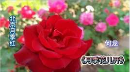 听何龙《月季花儿开》赏北京月季花红，绽放美丽！（上）