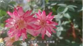听何龙《月季花儿开》赏北京月季花红，绽放美丽！（下）