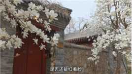 听陈思宇《匆匆那年》游走北京大学校区北部，赏春日佳色！（下）