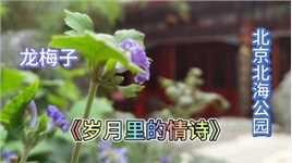 听龙梅子《岁月里的情诗》游北京北海公园，寻古觅今赏花赏景！（上）