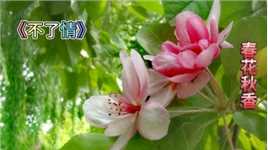 听经典老歌《不了情》，赏北京红领巾公园春花海棠二度花红！