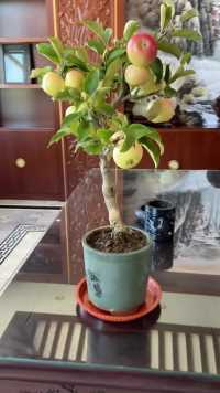 咱基地培育的苹果盆栽，放在办公室里也耀眼啊！ #苹果盆栽 #果树盆景