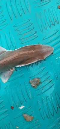 朋友说这是沙尖的大哥，它叫鲨鱼