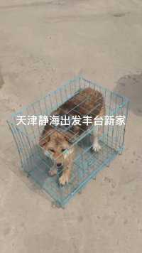 狗子安全到达北京新家啦，专车托运更安全