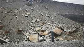 珠峰脚下的岩羚羊