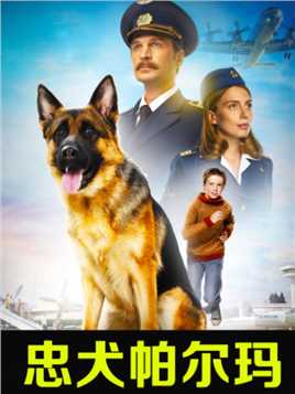04 狗狗被主人遗弃机场，它却在机场等候两年感动世界《忠犬帕尔玛》#催泪电影 