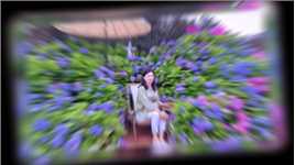 绣球花～三叶梅～各种玫瑰花开得很美！#和夏天的花花合个影 ！