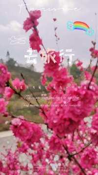 暖暖的春风迎面吹，桃花朵朵开！