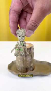 #巴西木又叫幸运木 非常好养有水就能存活