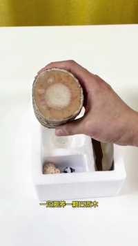 #巴西木又叫幸运木 非常好养有水就能存活