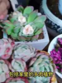 每月浇“好运”让你轻松养好花#家庭养花 #缓释肥 #养花 #植物营养片