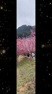阴那山的樱花盛放🌸🌸