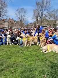 波士顿公园金毛集会纪念因癌去世的马拉松吉祥物Spencer 波士顿公园上演了一场温馨感人的金毛犬集会。