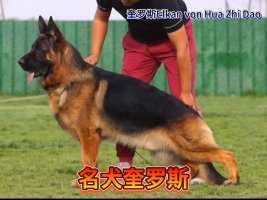 名犬奎罗斯Elkan von Hua Zhi Dao