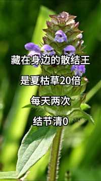 藏在身边的散结王，是夏枯草20倍，每天两次，结节清0