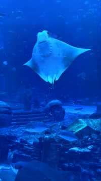 亚特兰蒂斯水世界#一起看看海底世界 #蓝色治愈系 #海洋动物 #跟我去旅行 #爱生活爱旅行