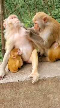 幸福的猴子🐒一家 💗