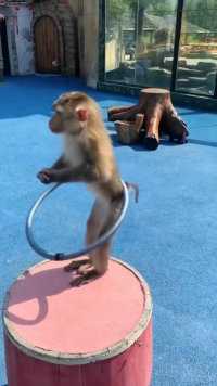 小猴玩呼啦圈