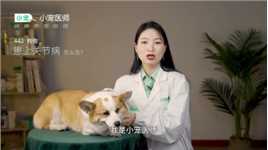 小宠医师：狗狗患上关节病可以使用关节康吗？