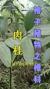 常见6种被子植物11集