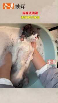 猫咪洗澡澡，表情很平静呢.#我是美食探索官 #轻工制造者 #今日份可爱萌宠 