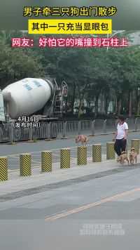 男子牵三只狗出门散步，其中一只充当显眼包，网友：好怕它的嘴撞到石柱上。