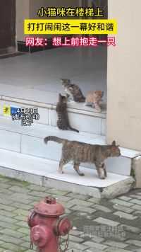 小猫咪在楼梯上，打打闹闹这一幕好和谐，网友：想上前抱走一只。