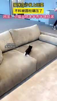 猫咪在沙发上玩耍，不料被圆柱碾压了，网友：小猫出师未半而半路打滚。