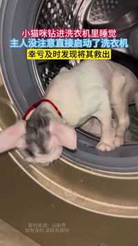 小猫咪钻进洗衣机里睡觉，主人没注意直接启动了洗衣机