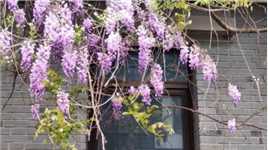 紫藤花开 / 嘉定州桥老街
一整面墙的紫藤正在怒放
紫色的瀑布 巨美
昨天和家人特意开车过来
#紫藤花#不可错过的美景