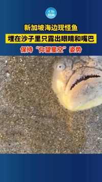 新加坡海边现怪鱼，埋在沙子里只露出眼睛和嘴巴，保持“仰望星空”姿势