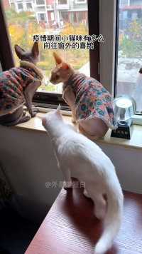 猫咪是在向往窗外喜鹊的自由吗