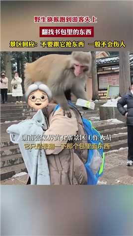 野生猕猴跑到游客头上，翻找书包里的东西