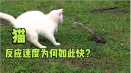 猫的反应速度有多快？它是如何做到的？看完涨知识了