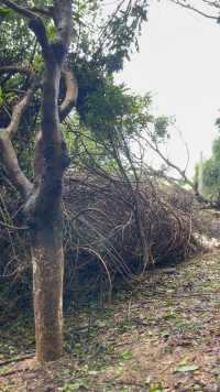 颱風🌀繞道走的，海邊的樹木也遭受破壞