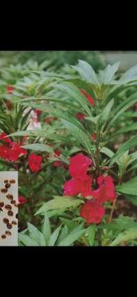 急性子：别名：指甲花。凤仙花科植物凤仙花的种子。一年生草本。茎粗壮，肉质，常带红色，节略膨大。
