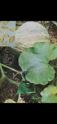 南瓜子：葫芦科植物南瓜的种子。一年生蔓生草本。茎有短刚毛。花黄色。花期7-8月，果期9-10月。釆收老熟的果实
