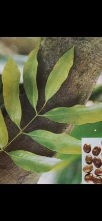 荔枝核：无患子科植物荔枝的种子。常绿乔木，小枝有白色小斑点和微柔毛