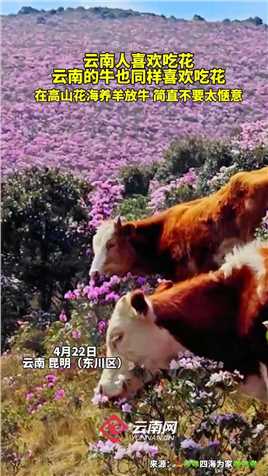 原来云南的牛也是吃花花长大的吗？（视频来源：云南网）#有一种叫云南的生活 