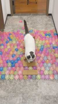 猫果然会轻功，能踩着500个水球走出来！