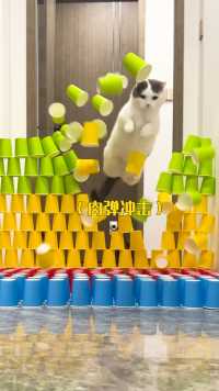 当猫被800个纸杯挡住去路，会发生什么？