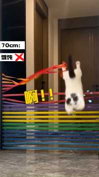 明明都是矮脚猫，跳跃能力也差太大了！