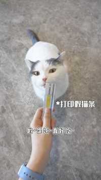 猫对人类的信任，就是这样一步步破灭的