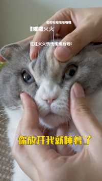 当我半夜把猫对我做的事，对猫做了一遍