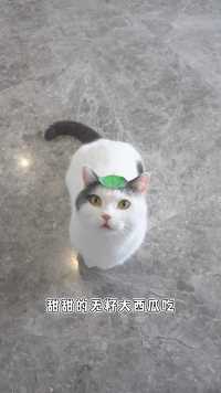 猫好人坏，这么小的孩子背了这么多锅！