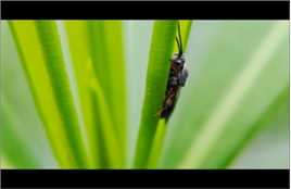 昆虫微距摄影，让我们这些巨人进入了昆虫的世界，与它们零距离接触。在这个世界里，我们看到了昆虫们的勇敢和坚韧，它们为了生存，无畏地挑战着各种困难。